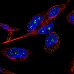 B3GNTL1 Antibody, Novus Biologicals 0.1mL; Unlabeled:Antibodies, Polyclonal